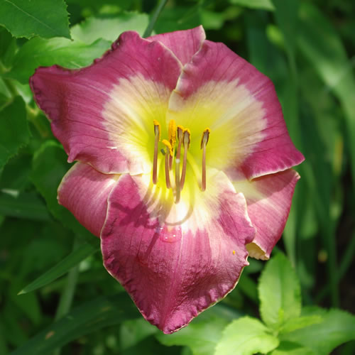 Hemerocallis Galileo